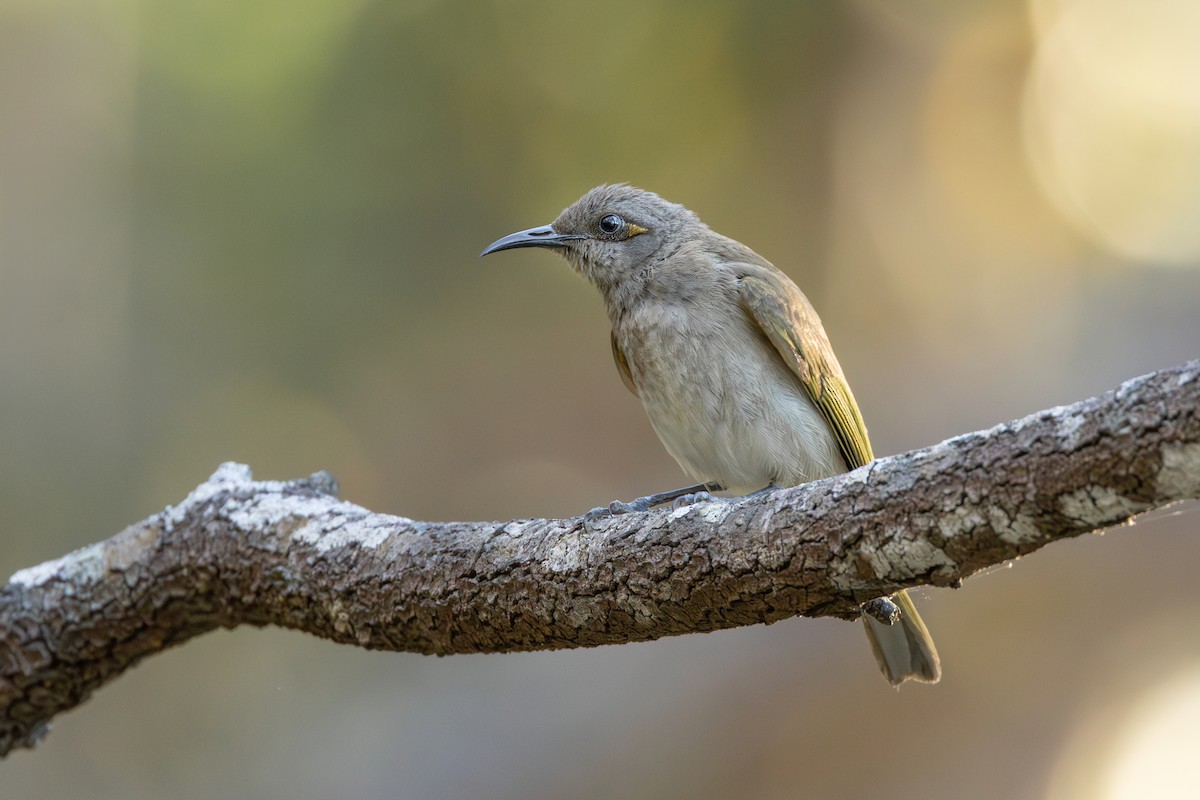 Brown Honeyeater - ML641419958