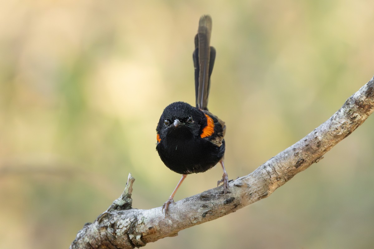 Red-backed Fairywren - ML641419960