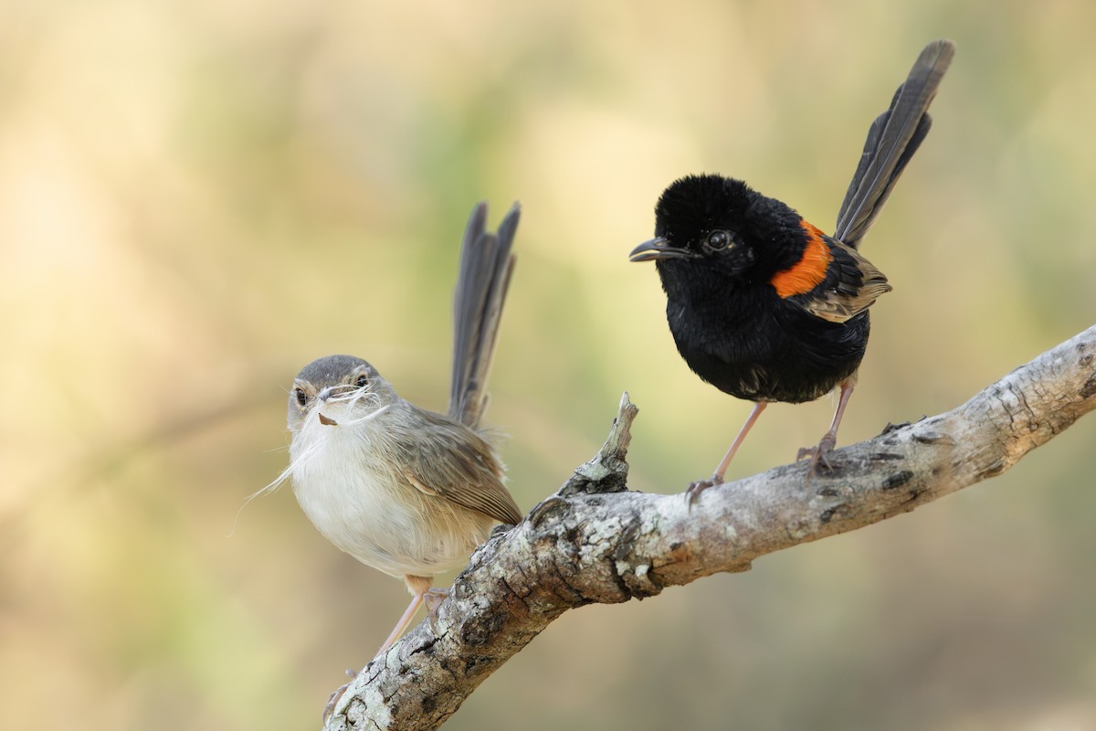 Red-backed Fairywren - ML641419961