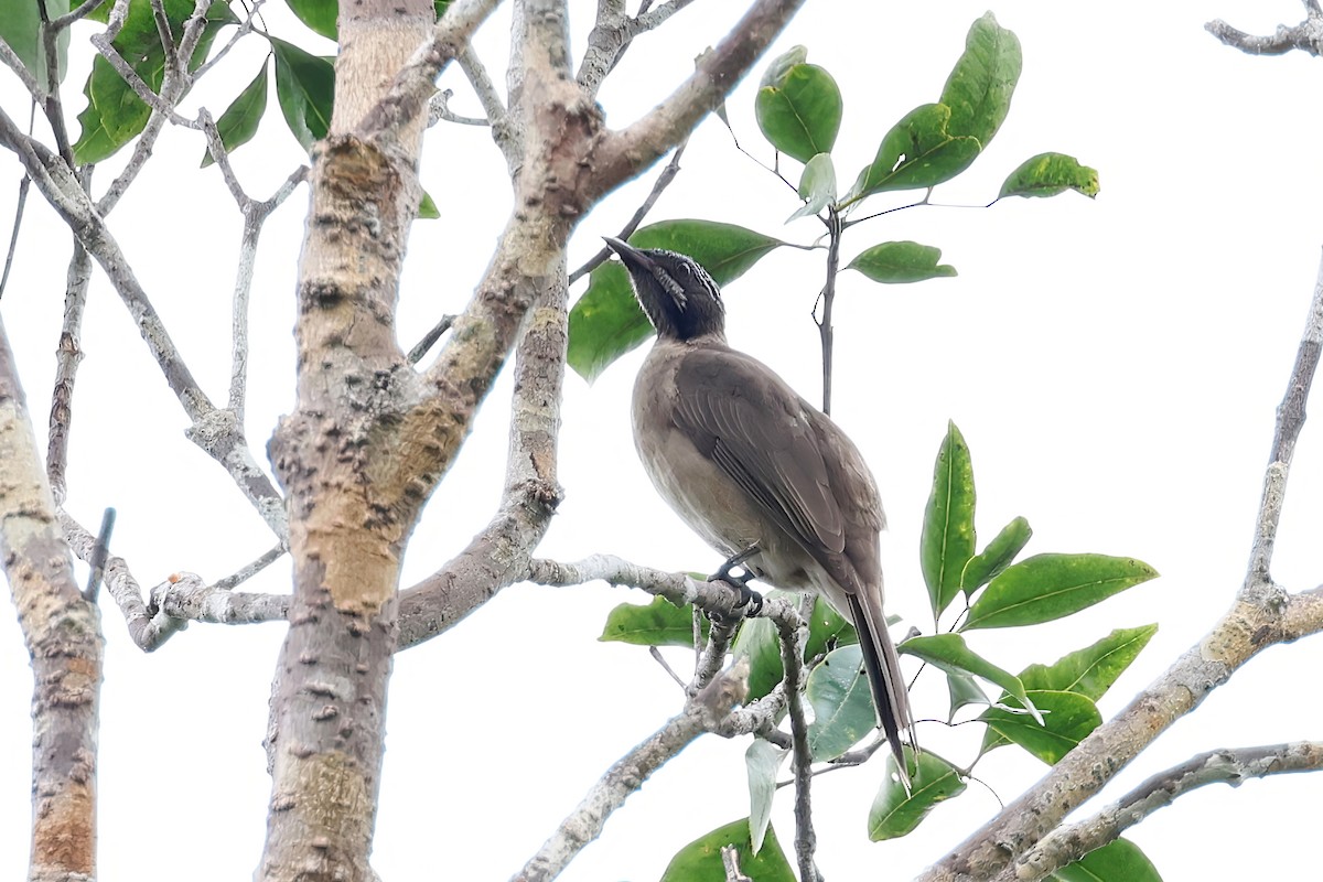Streak-headed Honeyeater - ML641419972