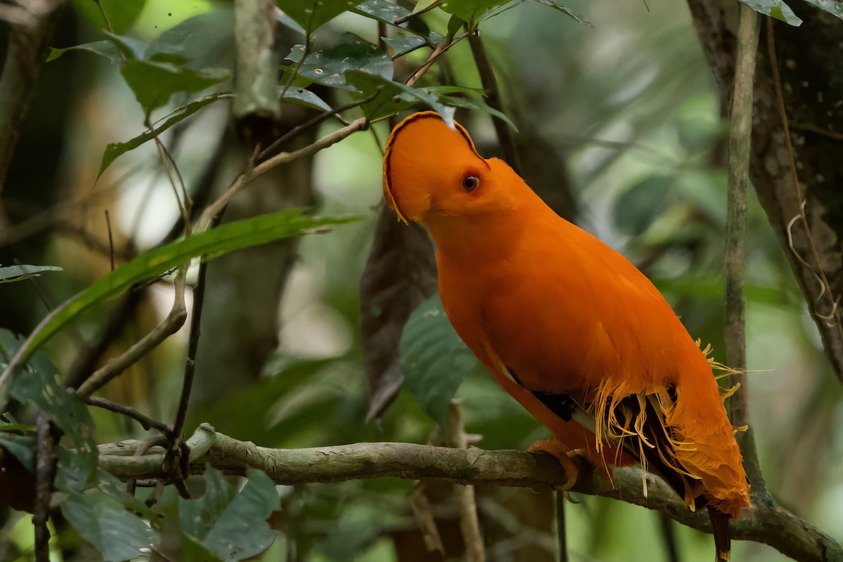 Coq-de-roche orange - ML641419973