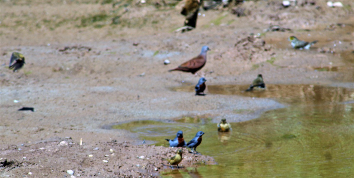 Chestnut-bellied Seedeater - ML641420021