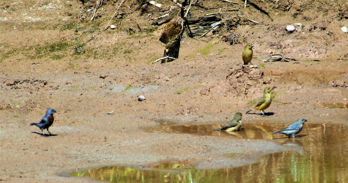 Chestnut-bellied Seedeater - ML641420022