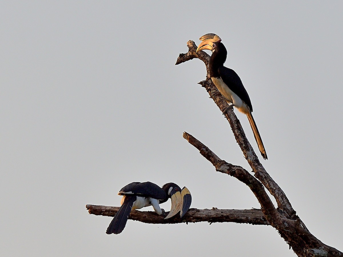 Malabar Pied-Hornbill - ML641420026