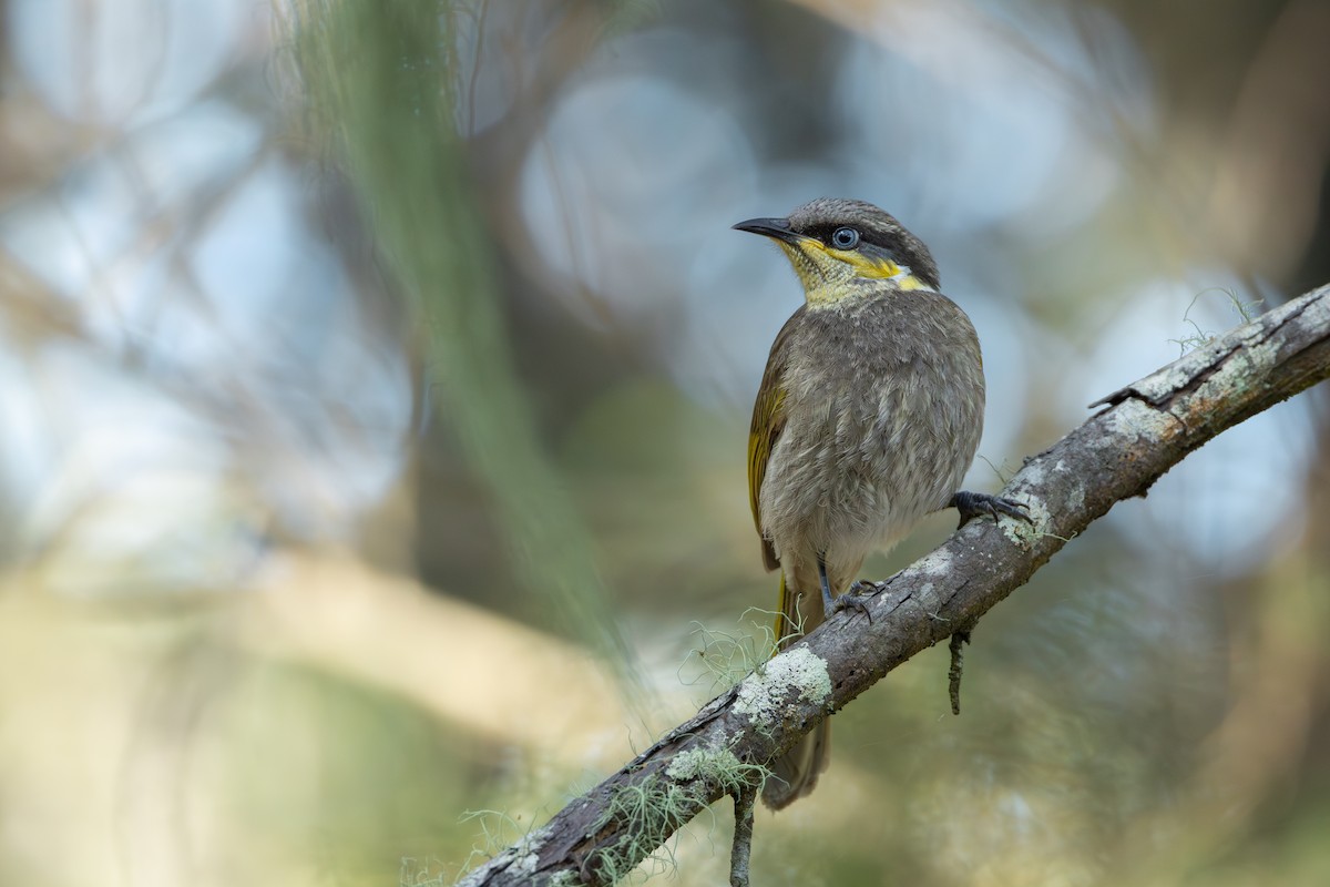 Mangrove Honeyeater - ML641420038