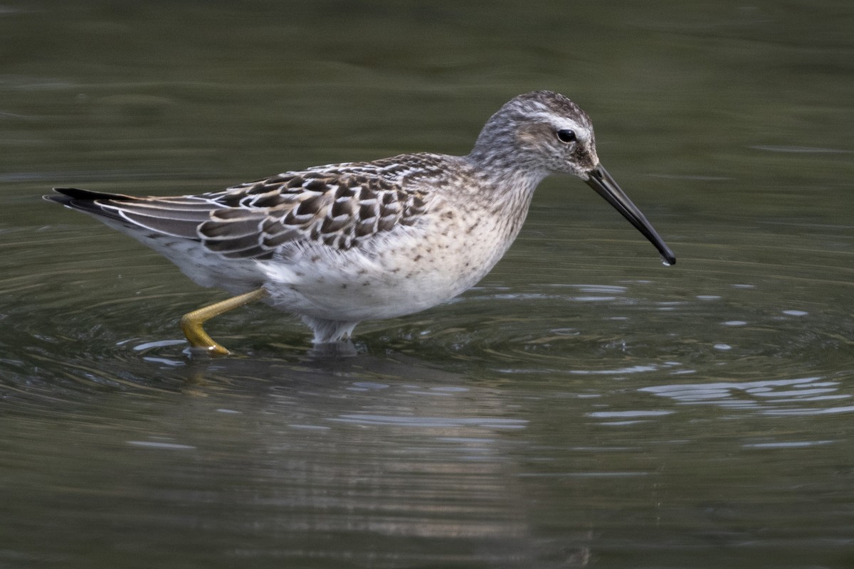 Stilt Sandpiper - ML641420043