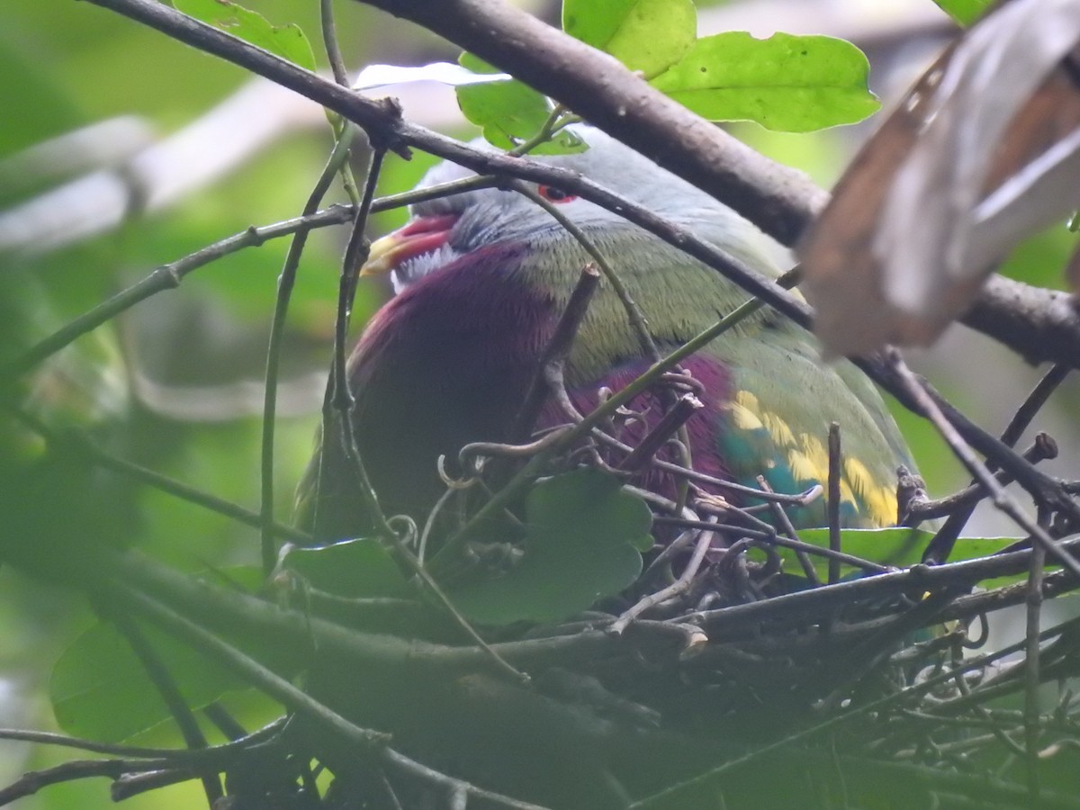 Wompoo Fruit-Dove - ML641420044