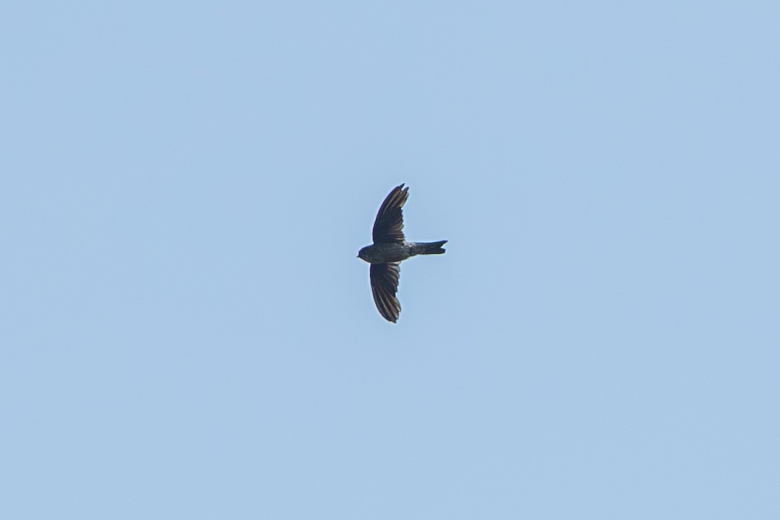 White-nest Swiftlet (White-nest) - ML641420056