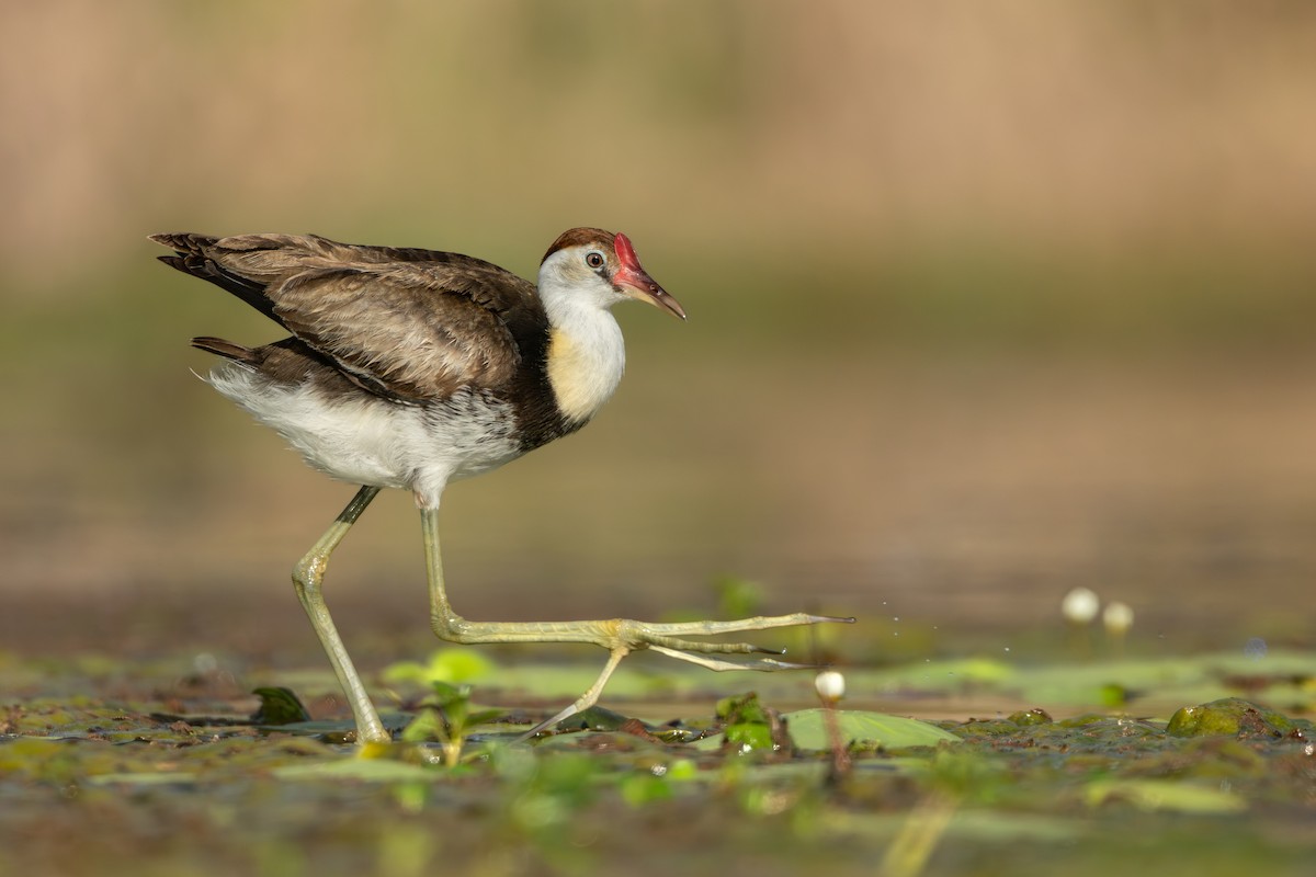 Comb-crested Jacana - ML641420060