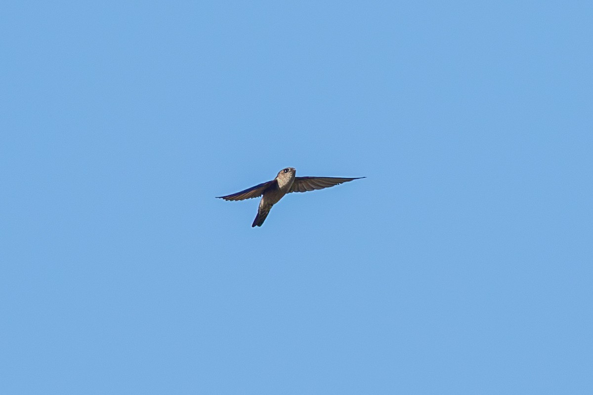 White-nest Swiftlet (White-nest) - ML641420062