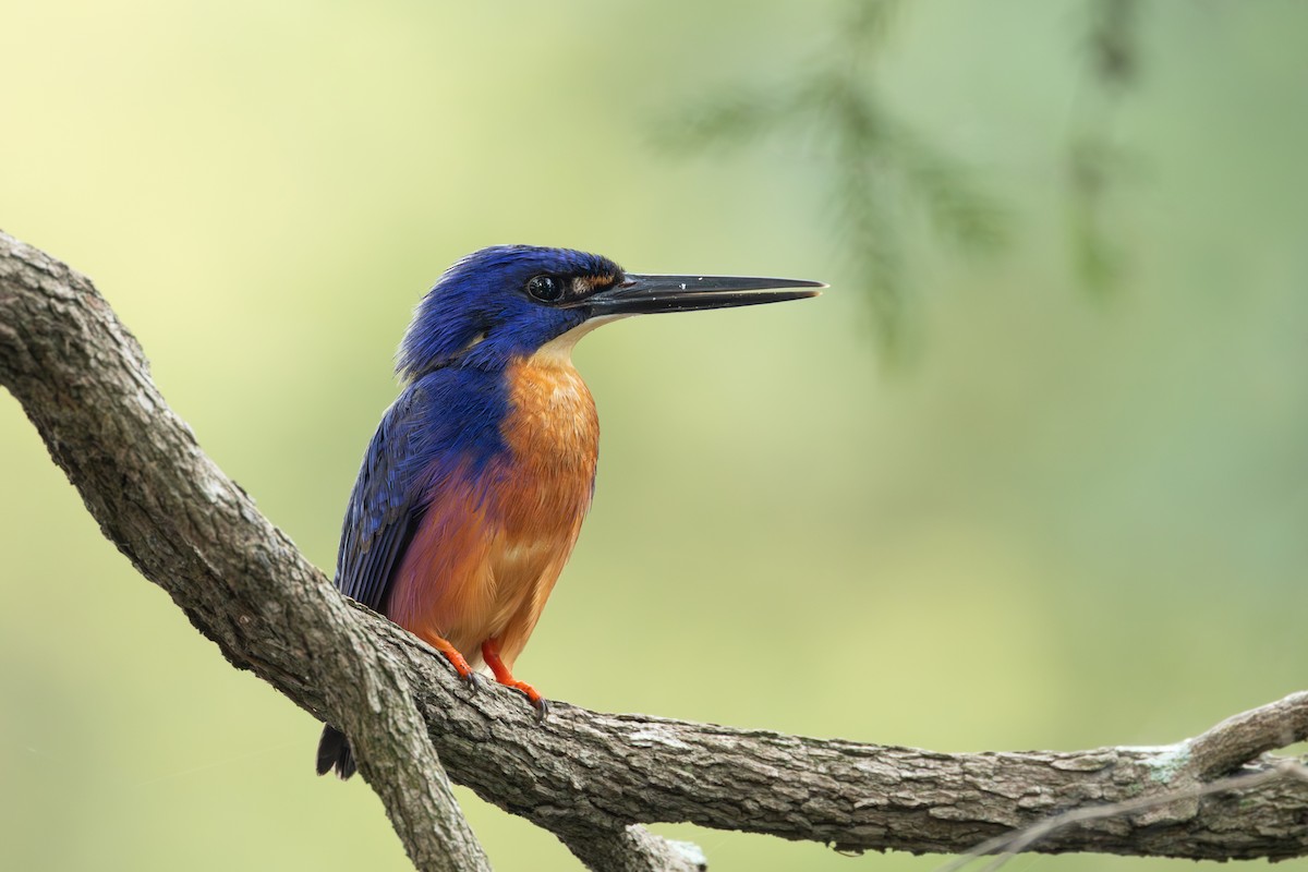 Azure Kingfisher - ML641420064