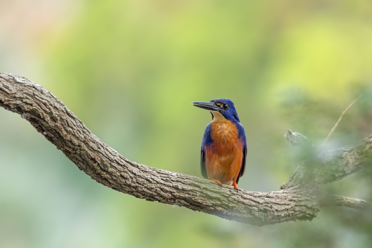 Azure Kingfisher - ML641420065