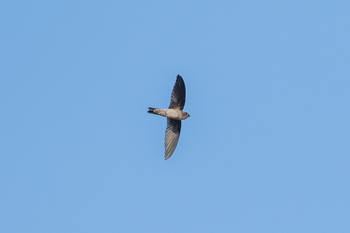 White-nest Swiftlet (White-nest) - ML641420068