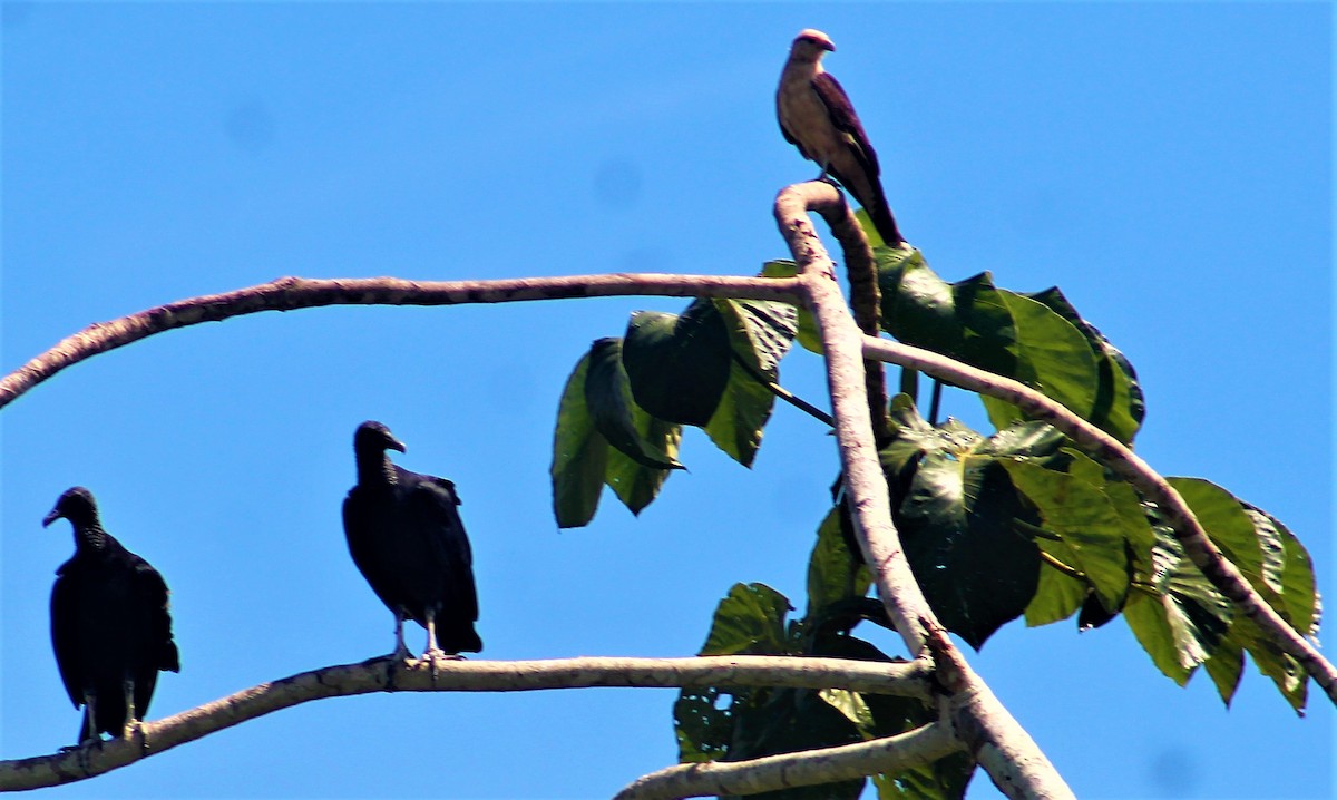 Black Vulture - ML641420079