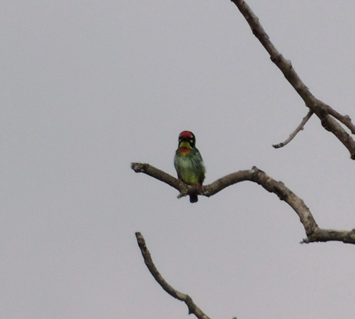 Coppersmith Barbet - ML641420084