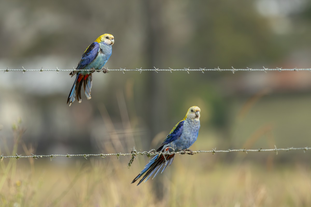 Pale-headed Rosella - ML641420086