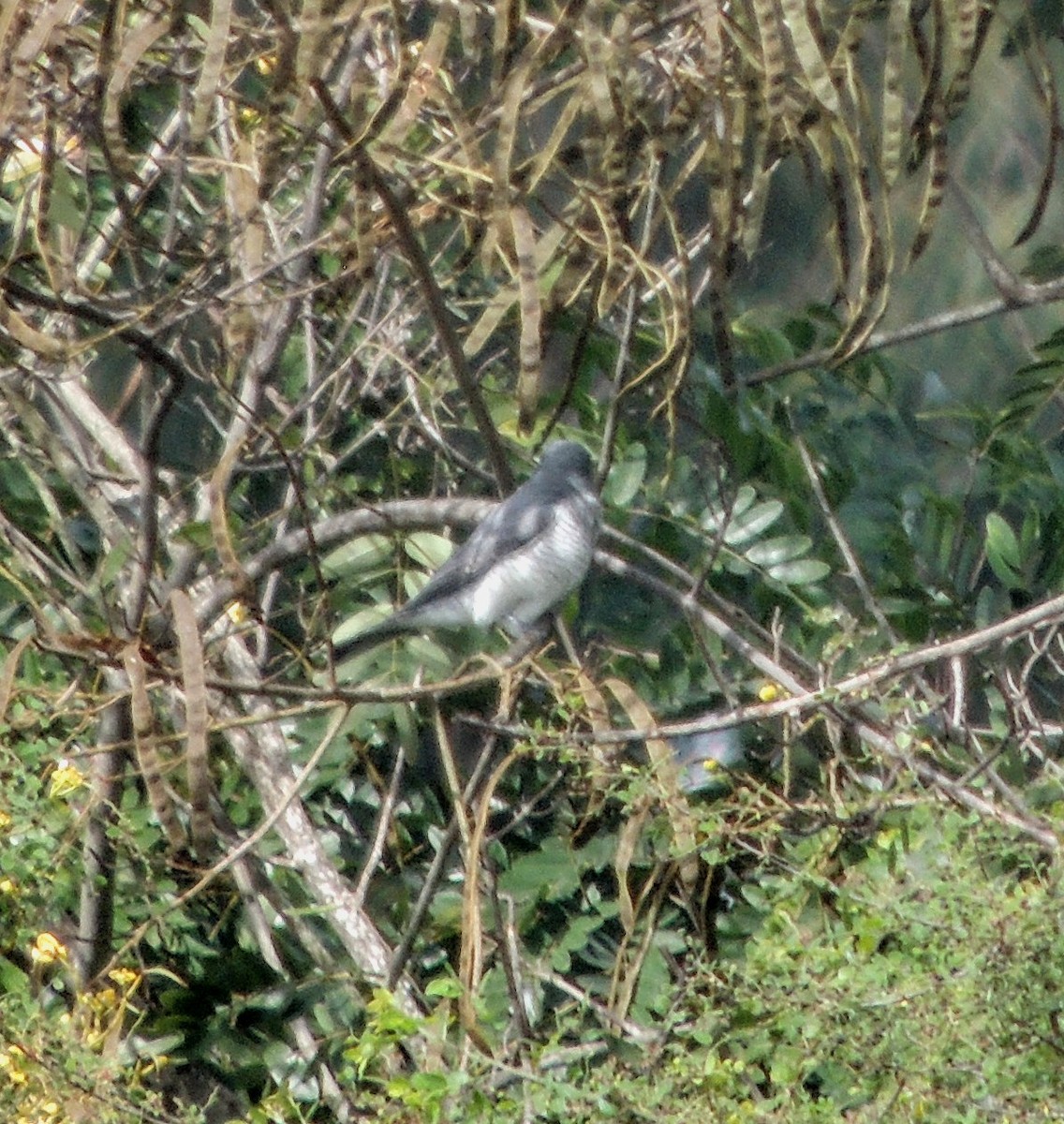 Indian Cuckooshrike - ML641420088
