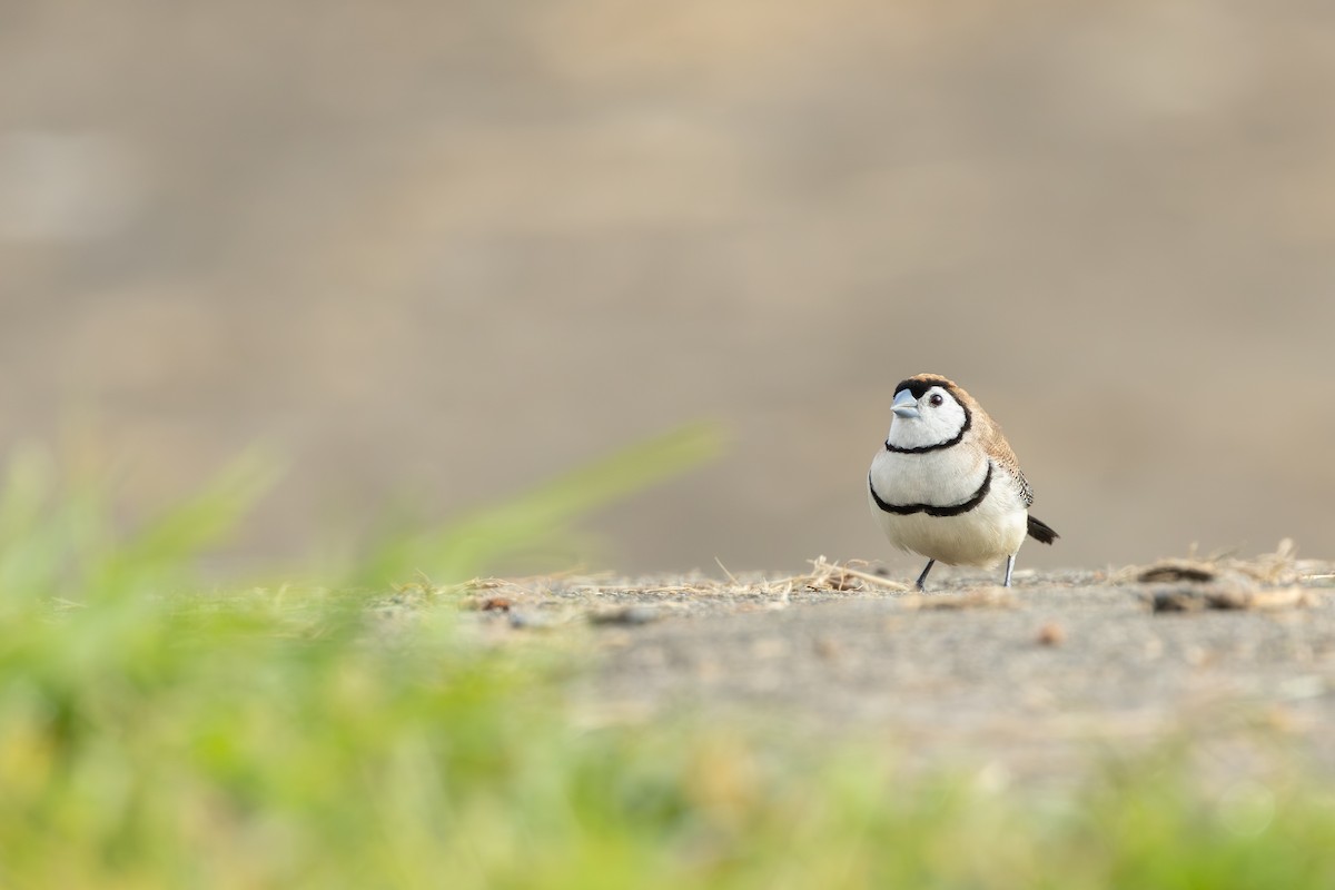 Double-barred Finch - ML641420090
