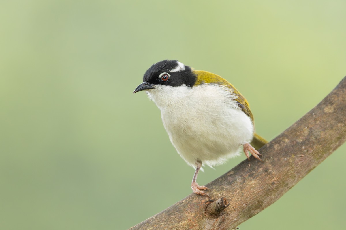 White-throated Honeyeater - ML641420091