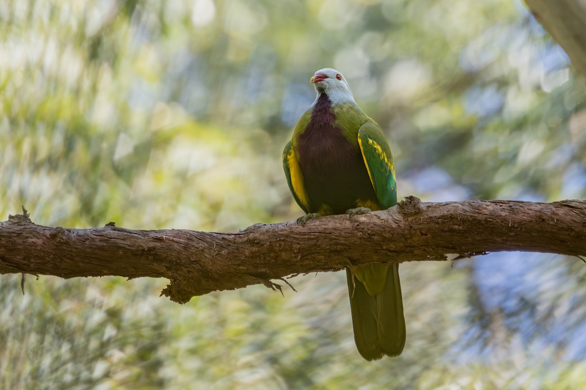 Wompoo Fruit-Dove - ML641420096