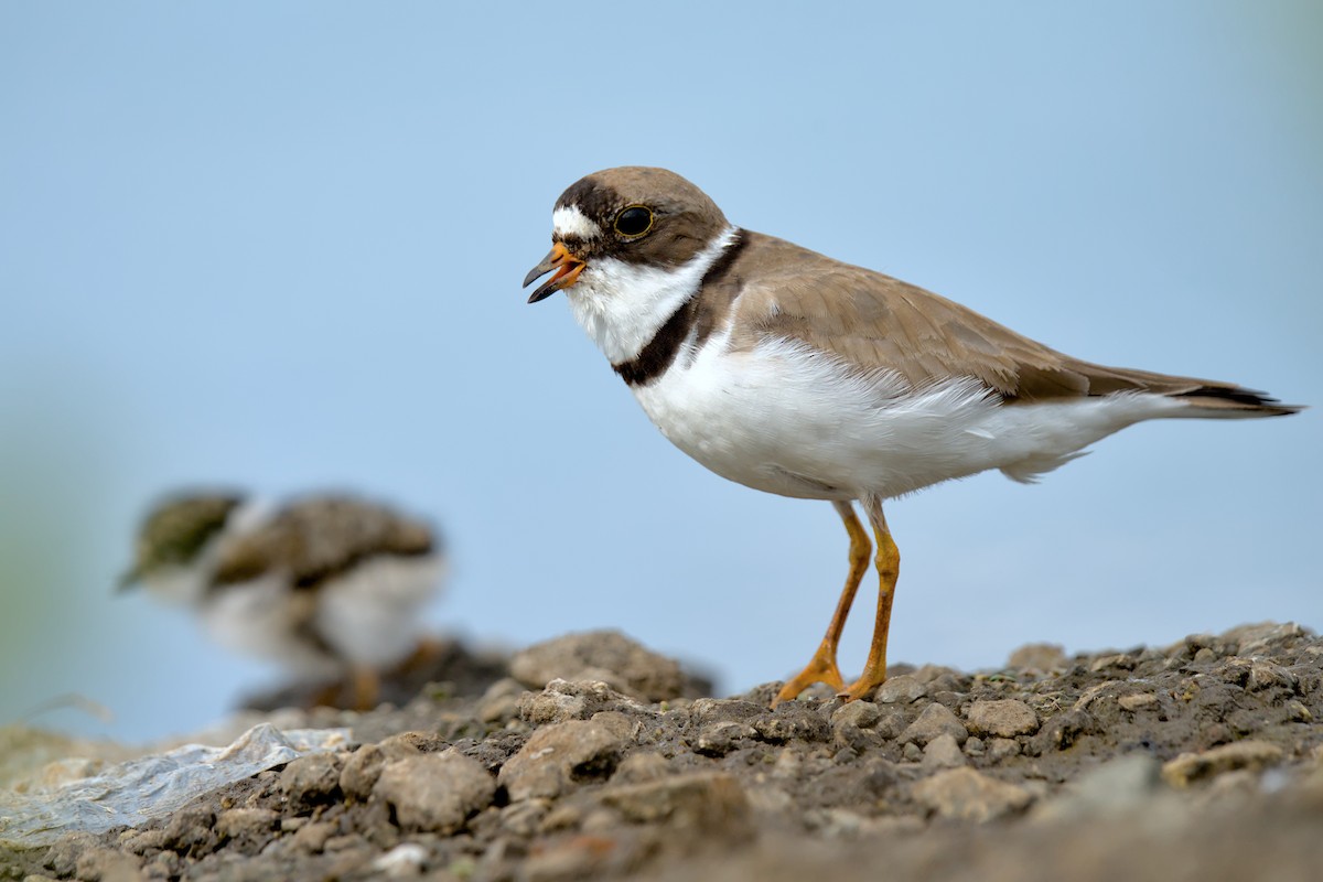 Semipalmated Plover - ML641420097
