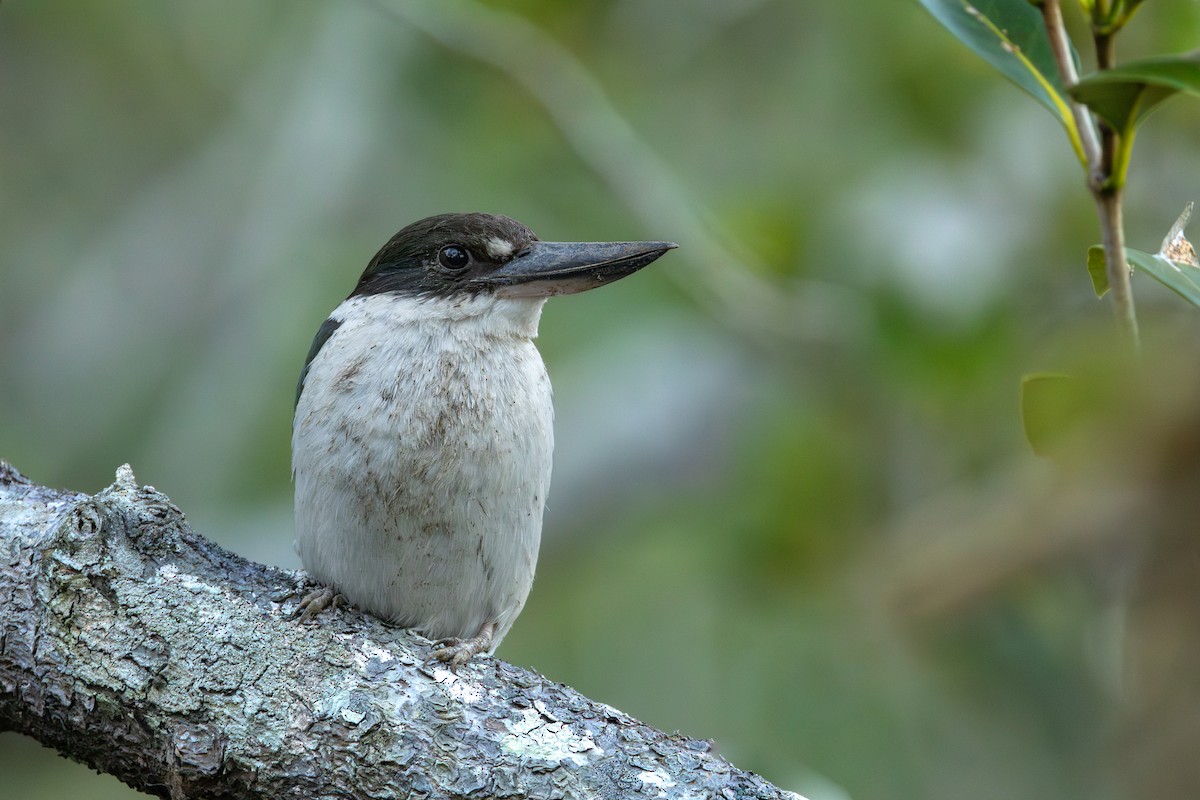 Torresian Kingfisher - ML641420101
