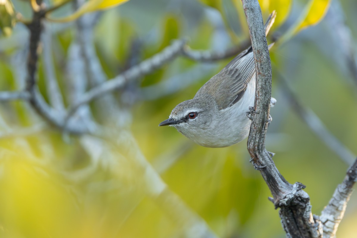 Mangrove Gerygone - ML641420103