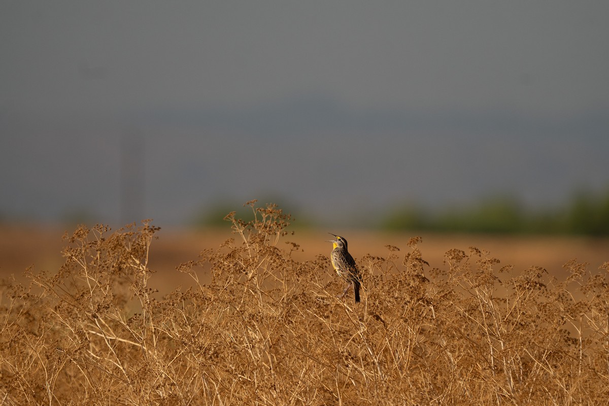 Western Meadowlark - ML641420111