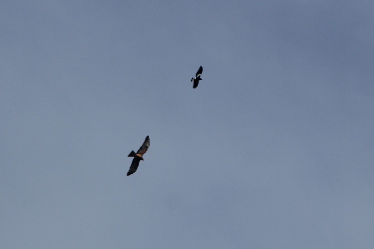 Square-tailed Kite - ML641420118