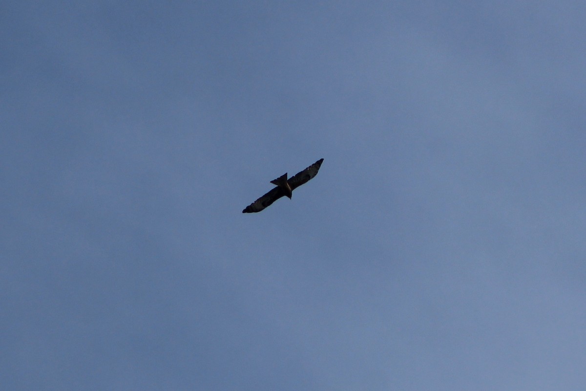 Square-tailed Kite - ML641420119