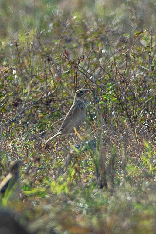 Bisbita de Richard - ML641420123
