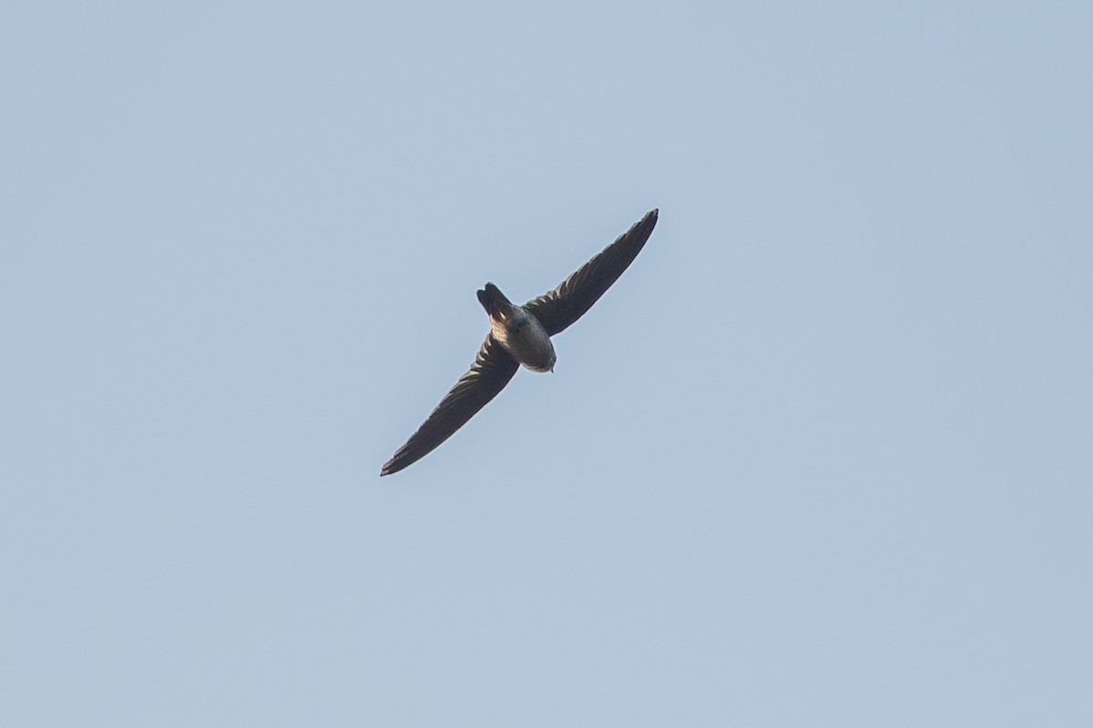 White-nest Swiftlet (White-nest) - ML641420128