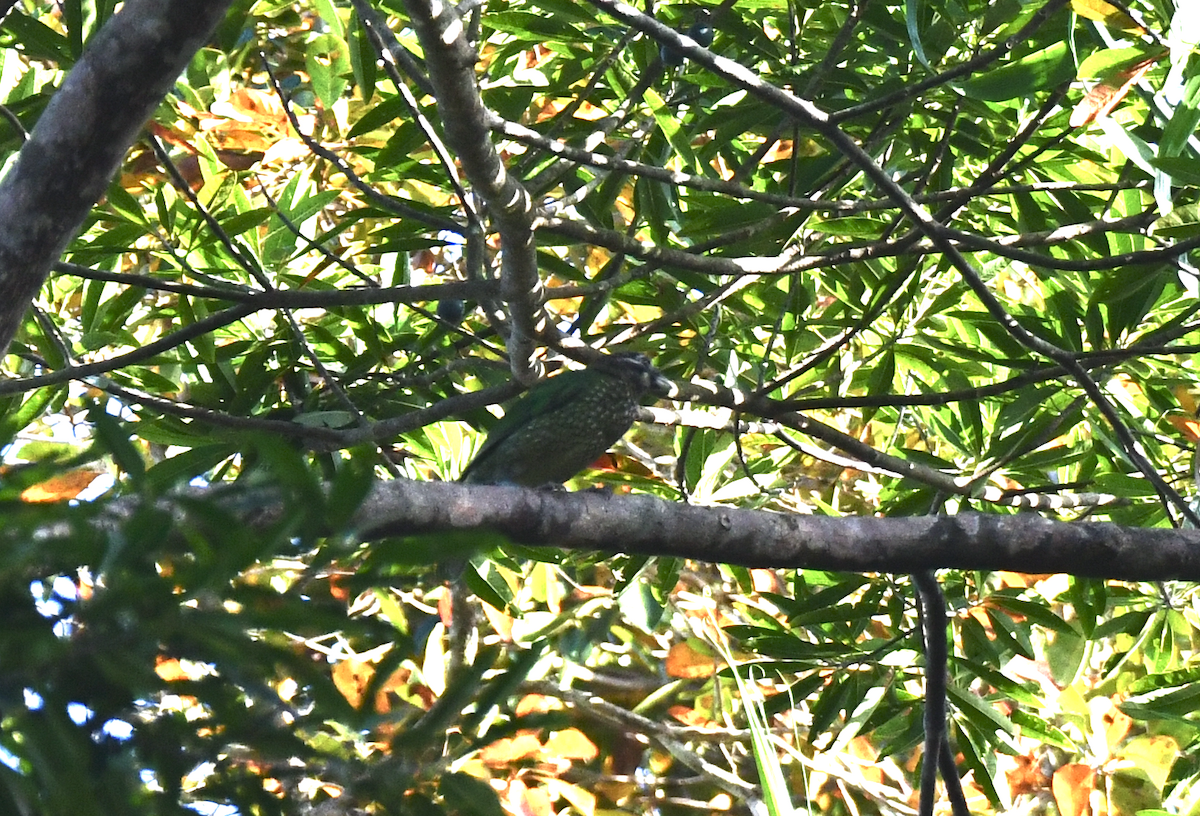 Spotted Catbird - ML641420129