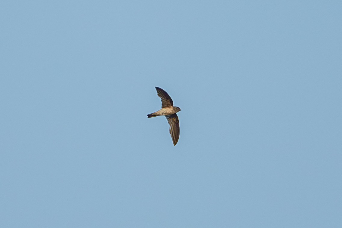 White-nest Swiftlet (White-nest) - ML641420142