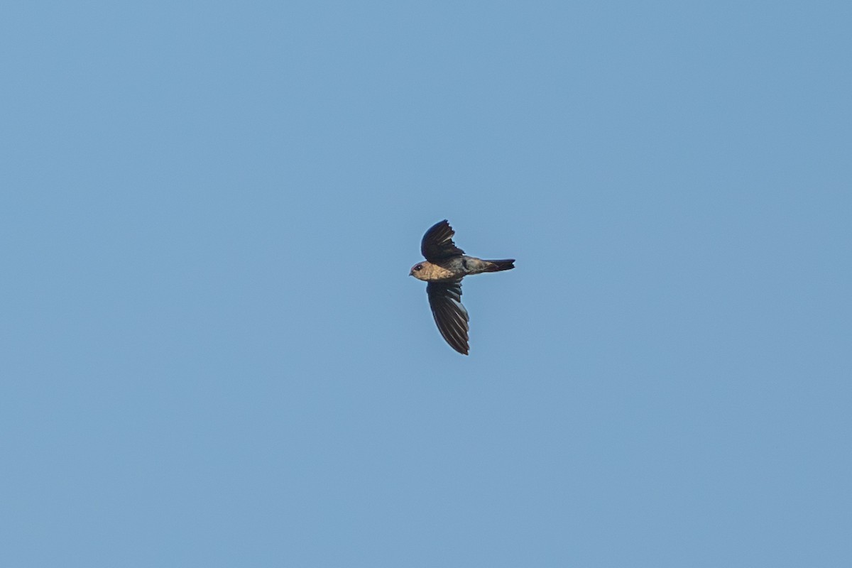 White-nest Swiftlet (White-nest) - ML641420147