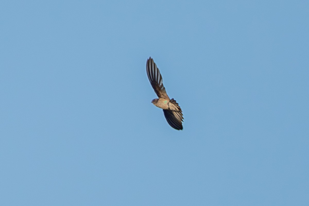 White-nest Swiftlet (White-nest) - ML641420153