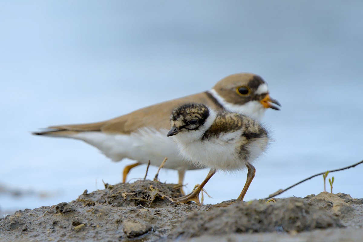 Semipalmated Plover - ML641420159