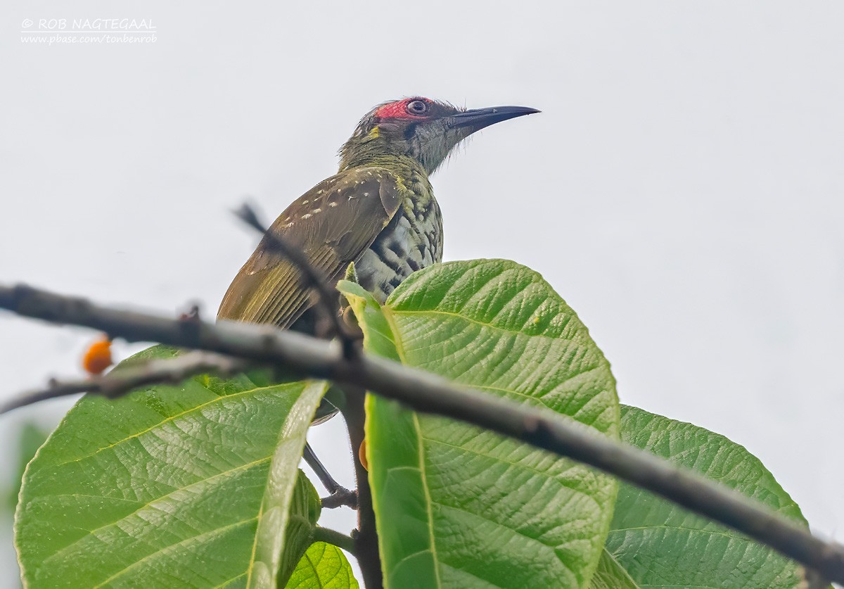 Spotted Honeyeater - ML641420160