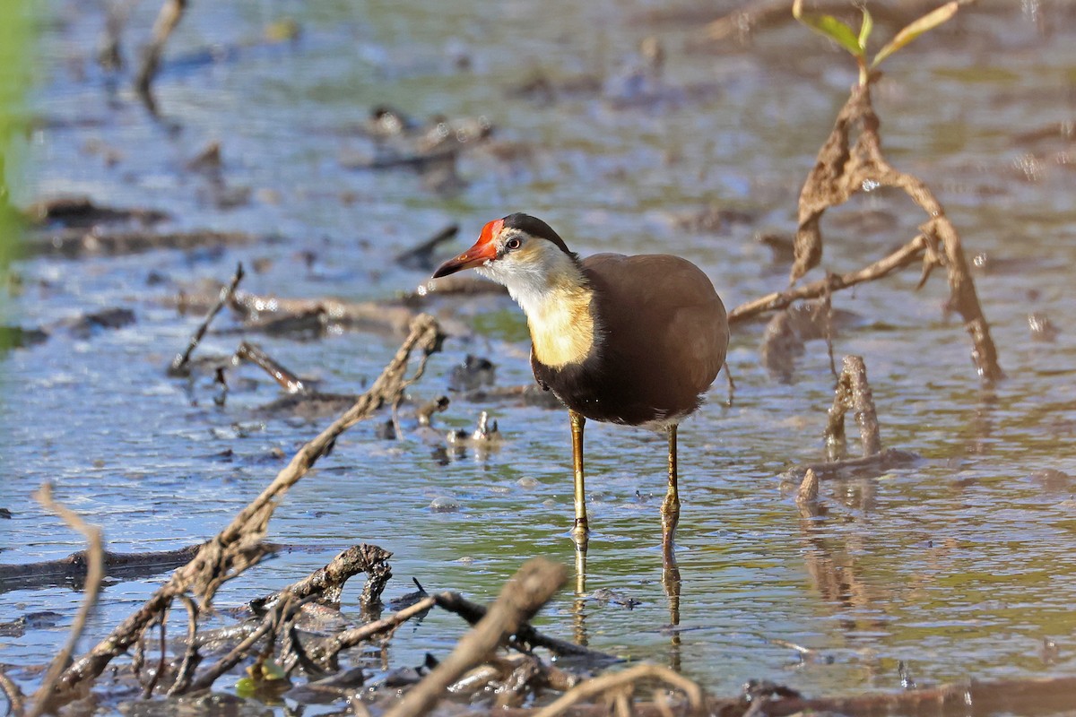 Comb-crested Jacana - ML641420171