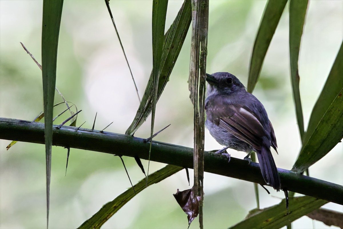 Mouse-colored Antshrike - ML641420175