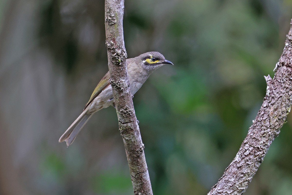 Yellow-faced Honeyeater - ML641420178
