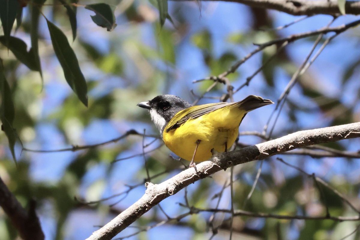 Golden Whistler (Eastern) - ML641420181