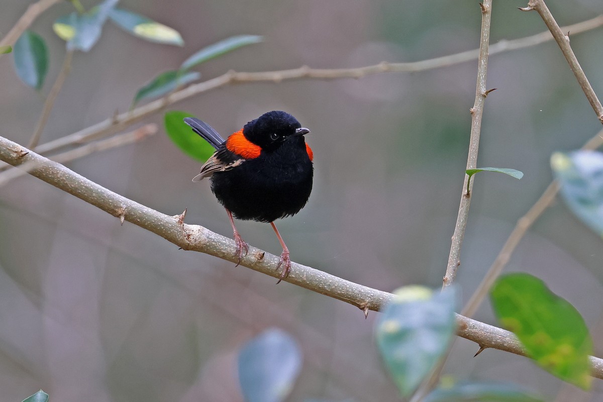 Red-backed Fairywren - ML641420184