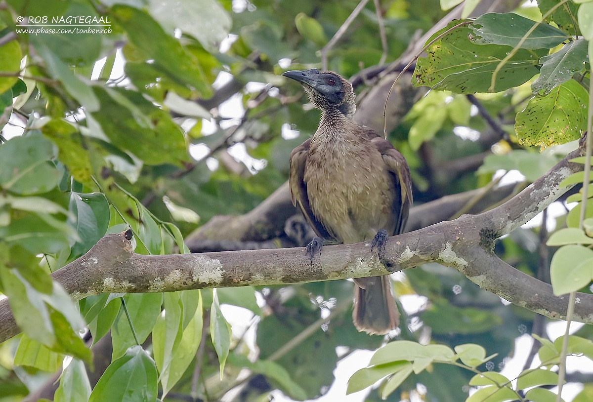 Helmeted Friarbird (New Guinea) - ML641420185
