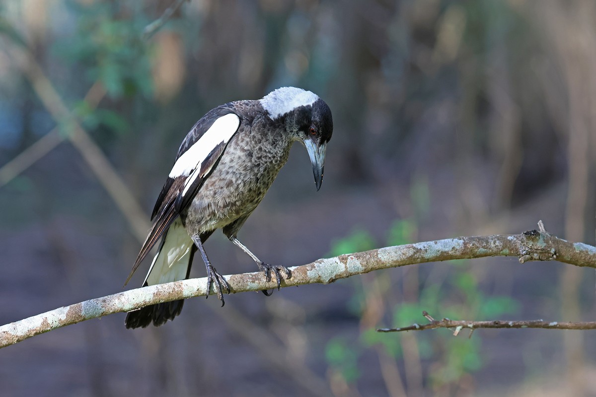 Australian Magpie (Black-backed) - ML641420189