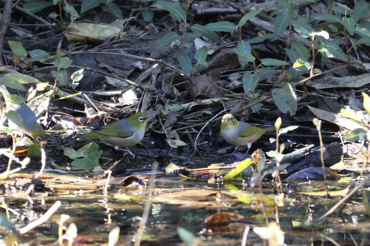 Silvereye - ML641420207