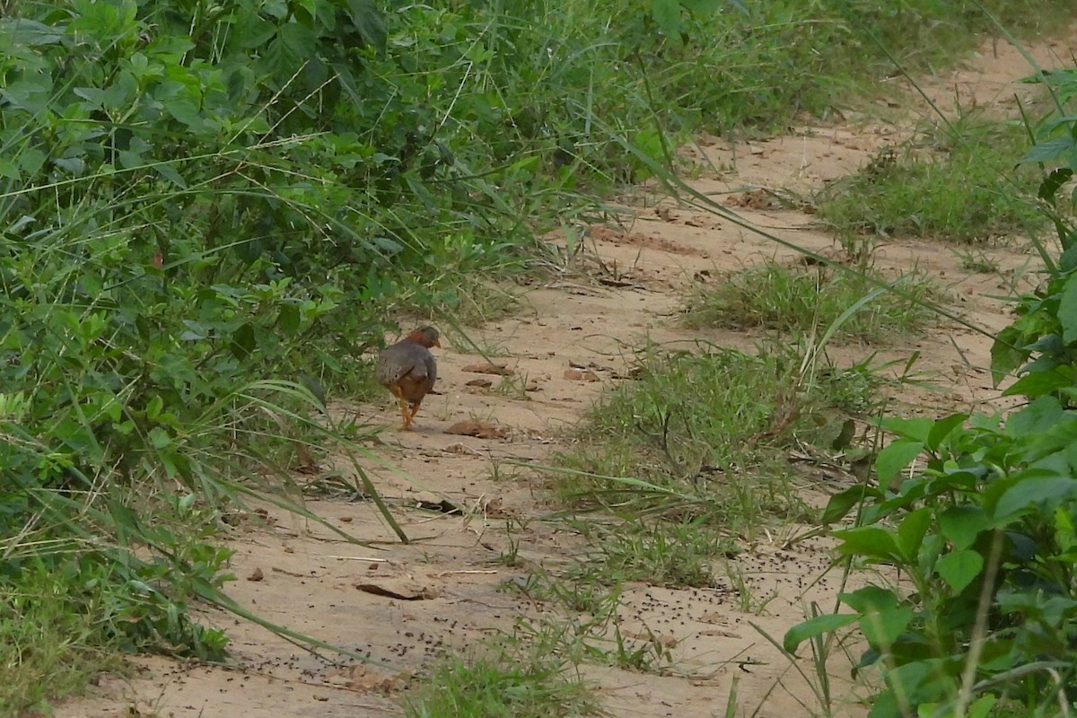 Yellow-legged Buttonquail - ML641420236