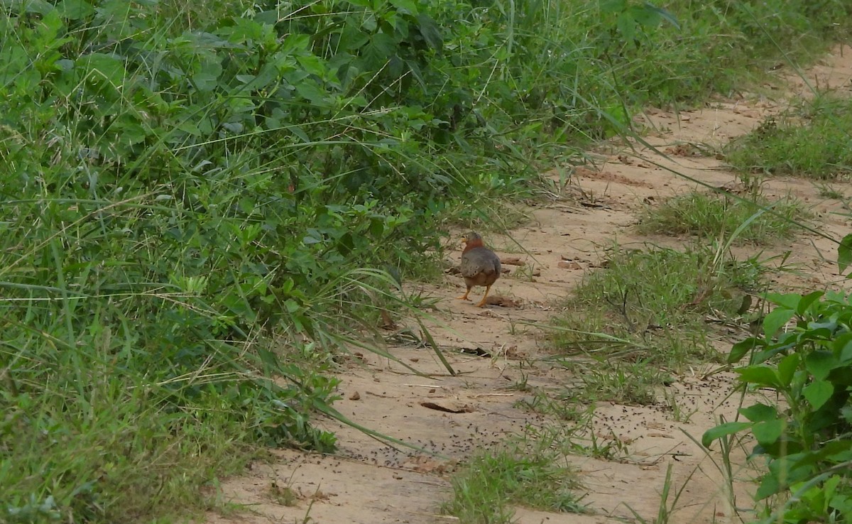 Yellow-legged Buttonquail - ML641420237