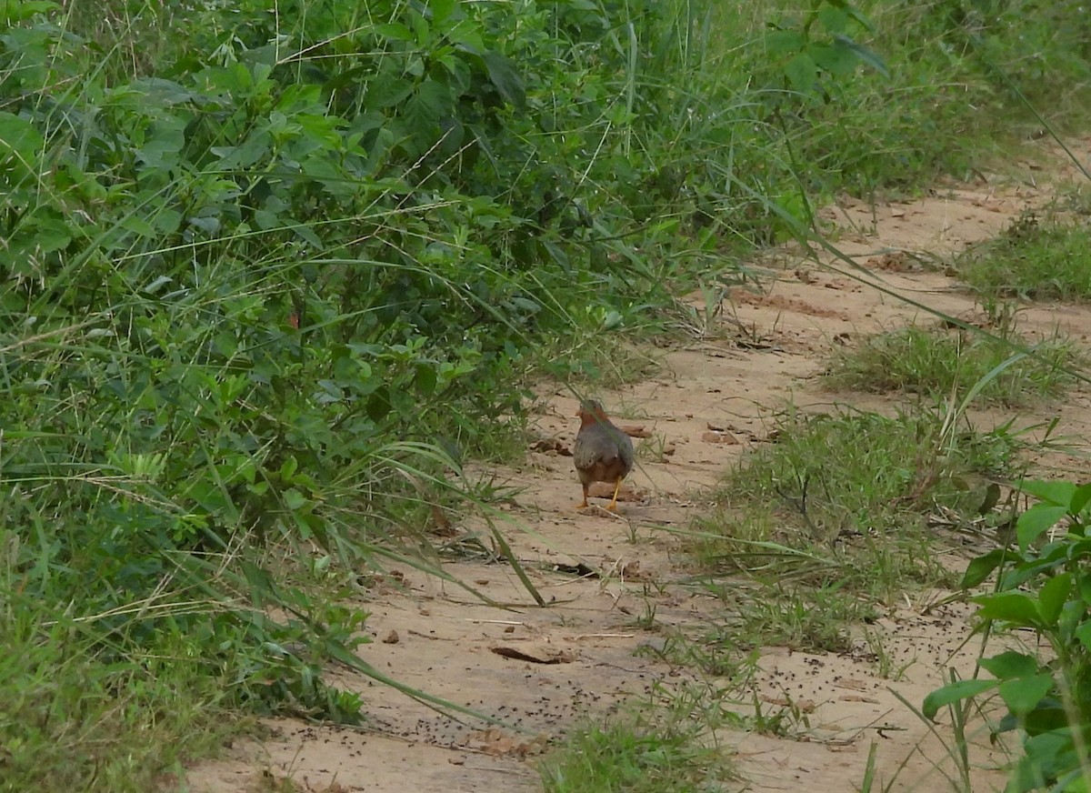 Yellow-legged Buttonquail - ML641420238