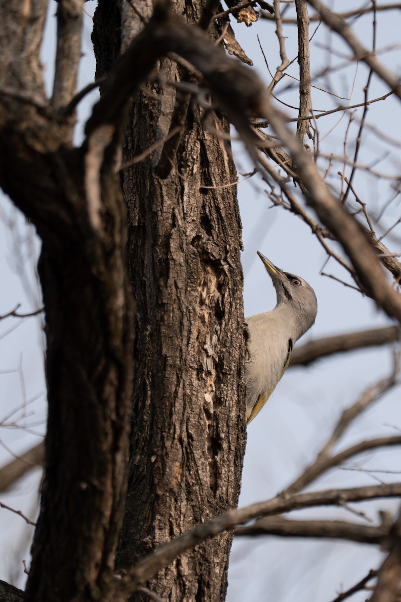 Gray-headed Woodpecker - ML641420277